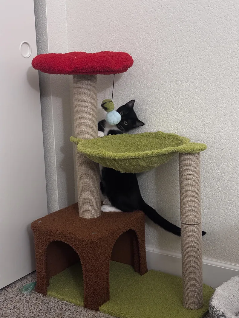 A baby medium-sized male Black & White / Tuxedo Domestic Short Hair cat named Jägermeister for adoption in Davis, CA