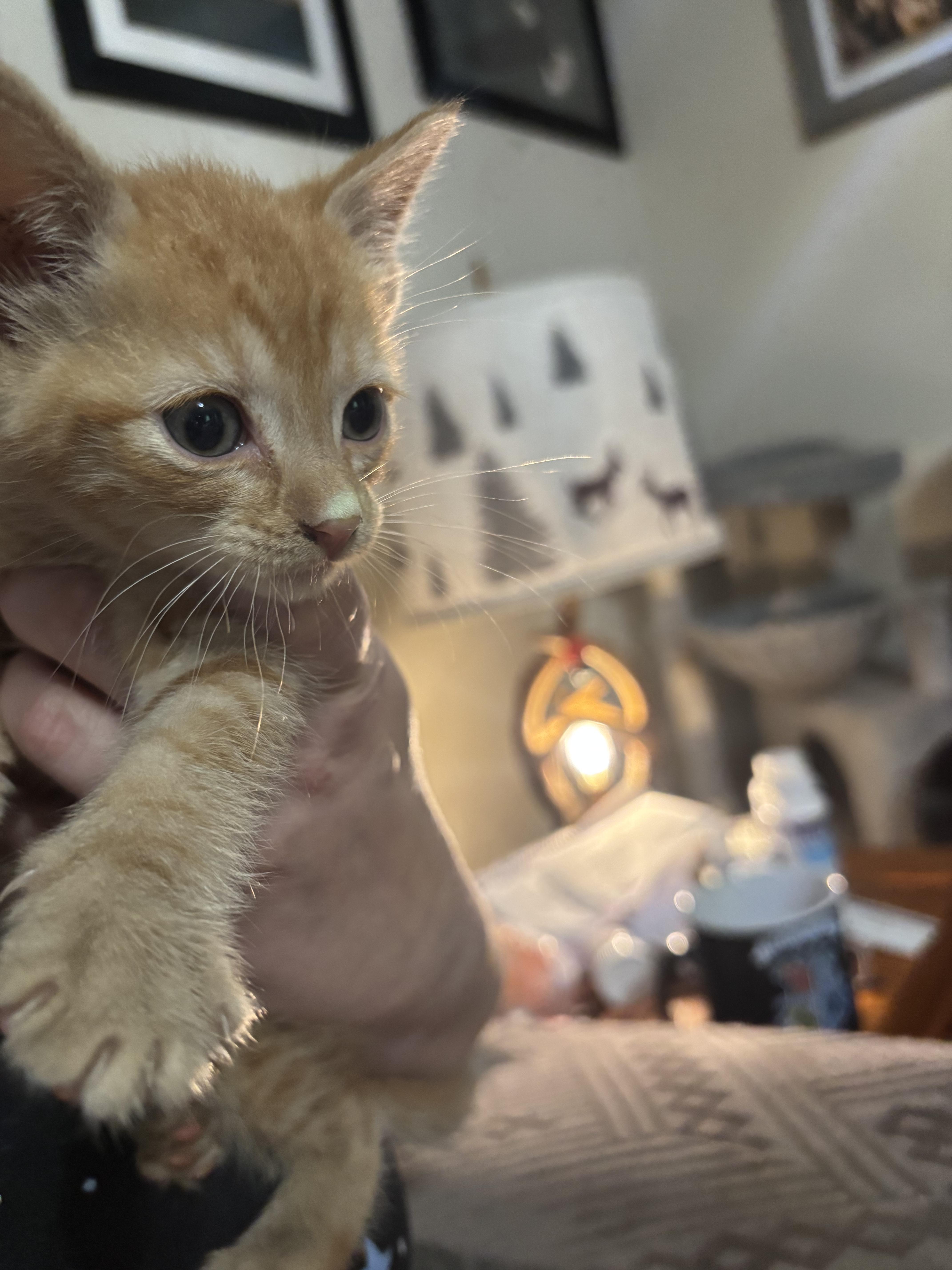 A baby small-sized male Domestic Short Hair cat named Rusty for adoption in Randolph, AL