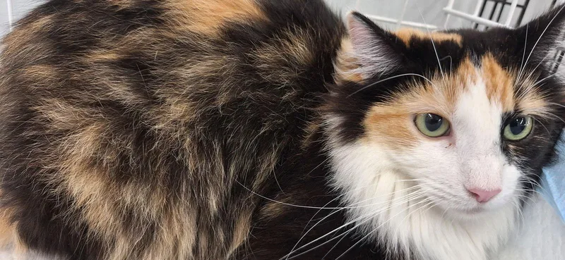 A young medium-sized female Domestic Medium Hair cat named Aja for adoption in Northfield, OH