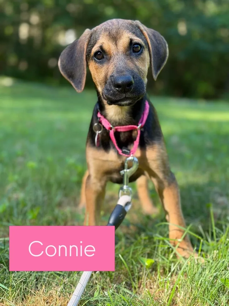 Connie thumbnail 2
