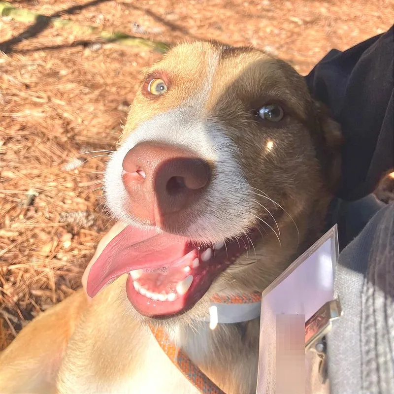 Bojangles thumbnail 2