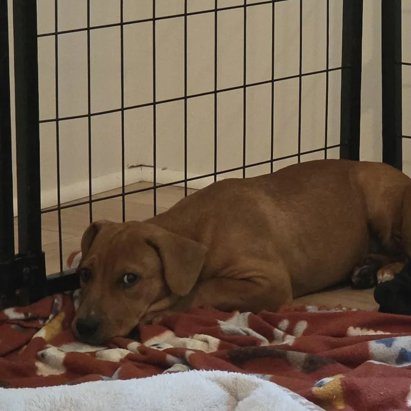 Piper