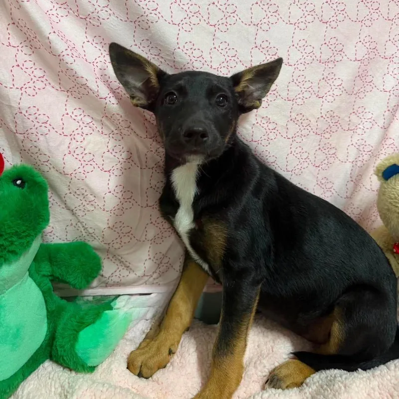A baby small-sized female Black Shepherd dog named Excel_ for adoption in Monroeville, AL