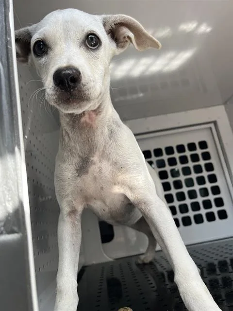 A baby small-sized female Mixed Breed dog named A for adoption in Palmetto, FL