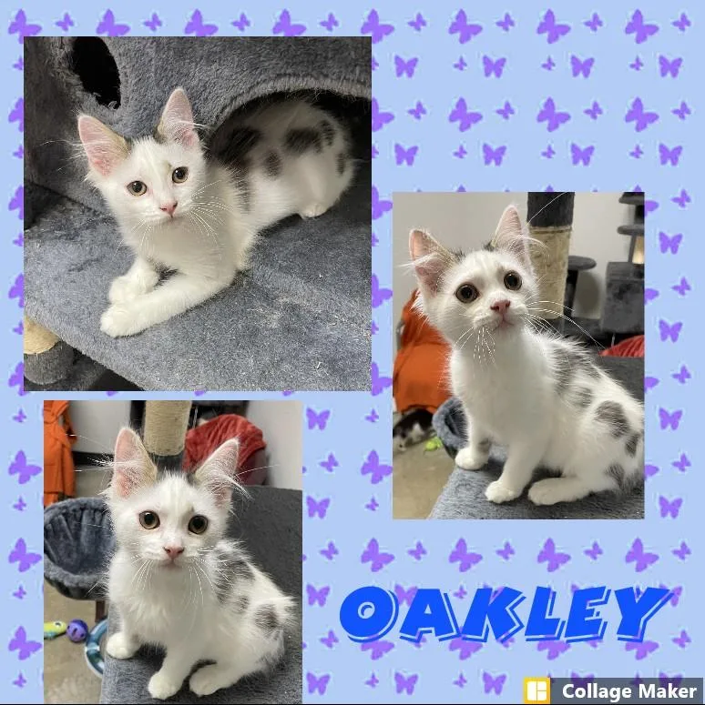 A young medium-sized male Domestic Medium Hair cat named Oakley for adoption in Clearfield, PA