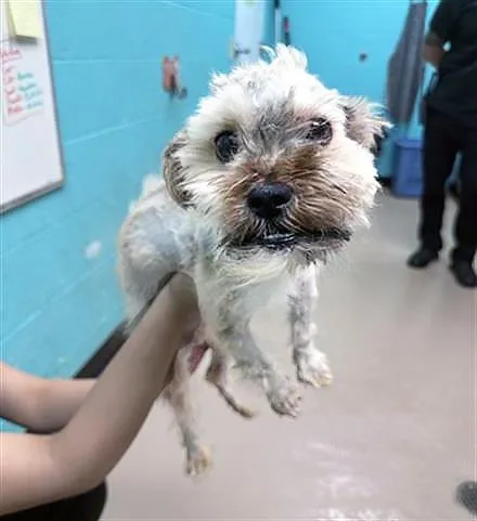 An adult small-sized male Brown / Chocolate Mixed Breed dog named Mulligan for adoption in Nashville, TN