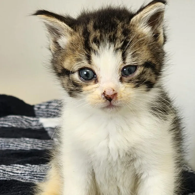 A baby small-sized male Gray / Blue / Silver Domestic Short Hair cat named Gus for adoption in Toledo, OH