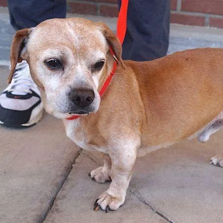 A senior small-sized male Apricot / Beige Dachshund dog named Junior for adoption in Carrollton, TX