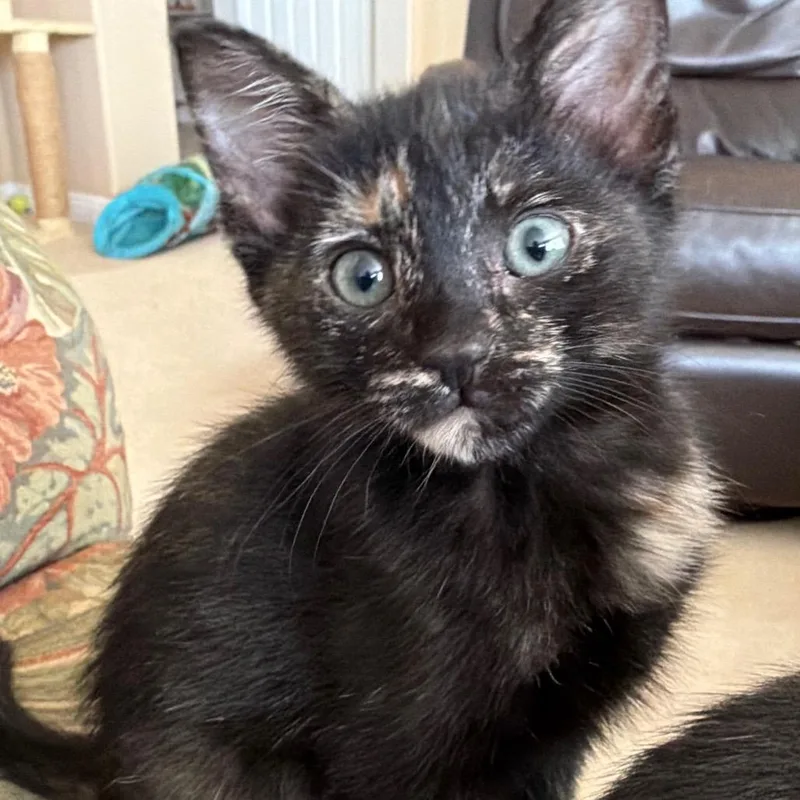 A baby small-sized female Tortoiseshell Domestic Short Hair cat named Rose for adoption in Escondido, CA