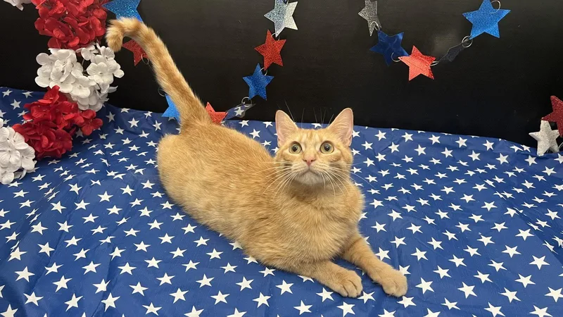 A young medium-sized female Orange / Red Tabby cat named Quesadilla for adoption in Fayetteville, GA
