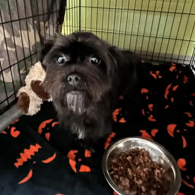 A young small-sized female Black Brussels Griffon dog named Wisp for adoption in Lynchburg, VA