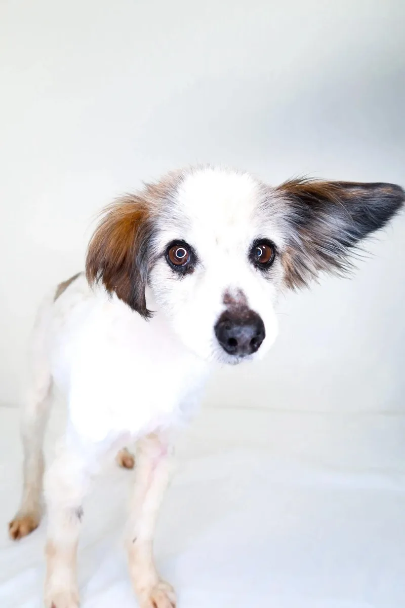 A senior small-sized male White / Cream Papillon dog named Lester for adoption in Bixby, OK