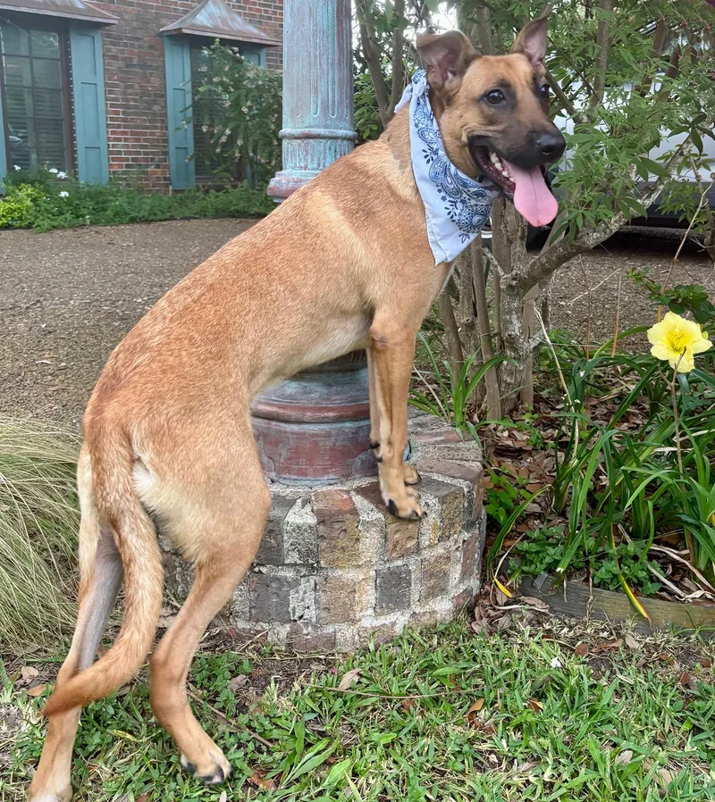 Wendall  Precious Boy! thumbnail 5