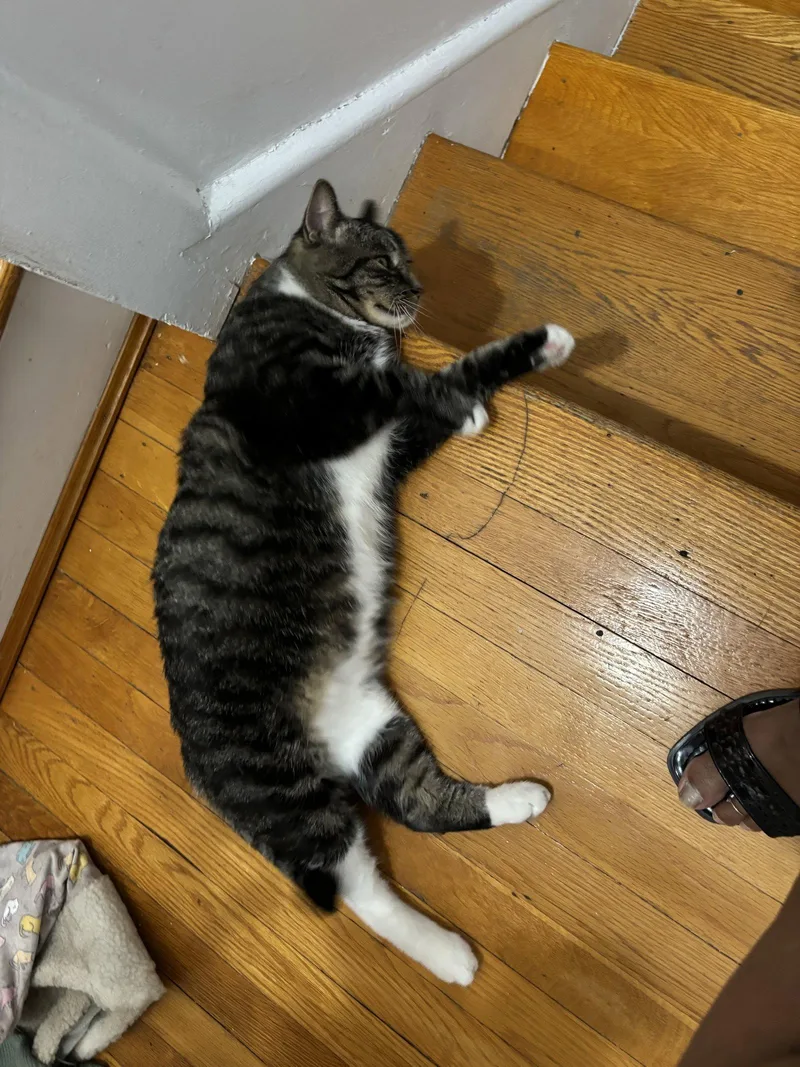 A young medium-sized male Tabby cat named Jonathan for adoption in Flushing, NY