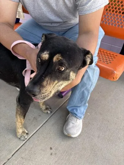 An adult large-sized male Black Mixed Breed dog named 61377257 for adoption in El Paso, TX