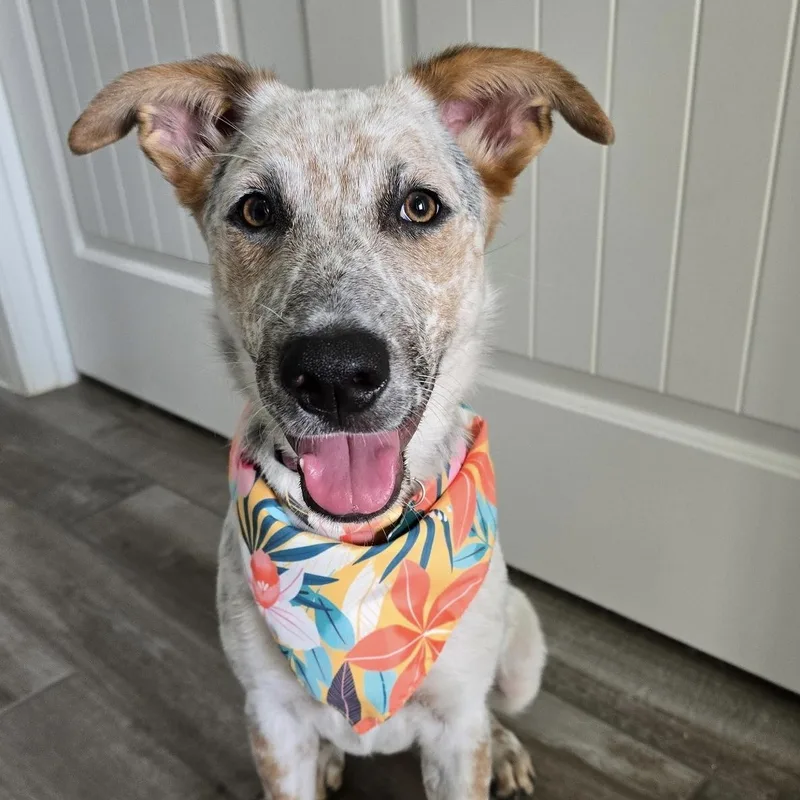 Nova  Local April thumbnail 2