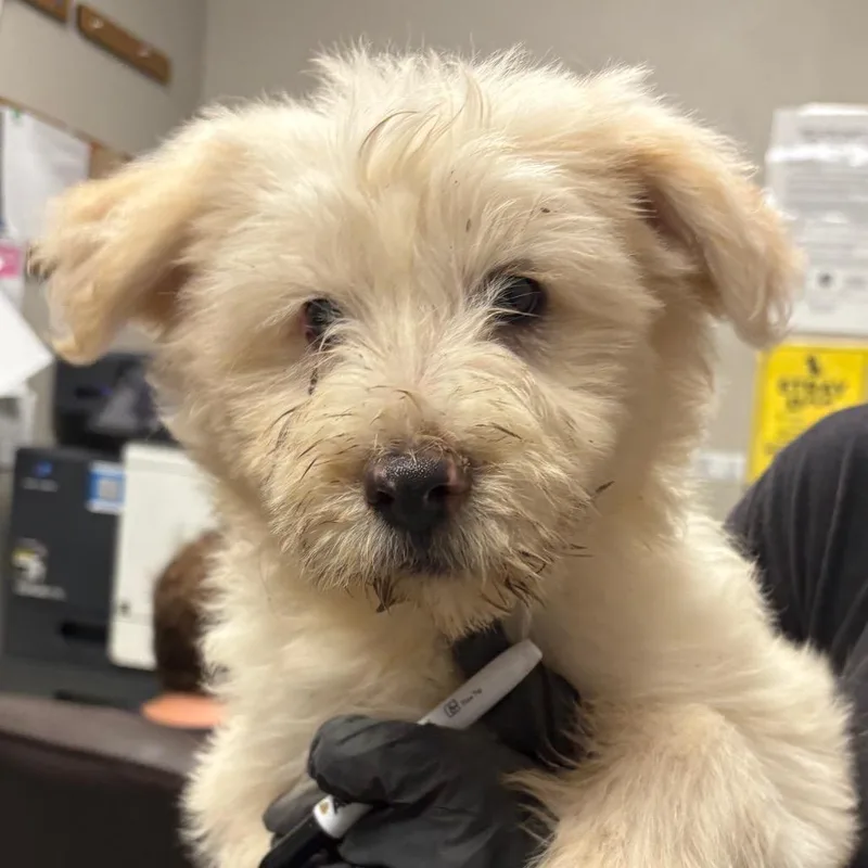 A baby small-sized male Terrier dog named Vimley for adoption in Yuma, AZ