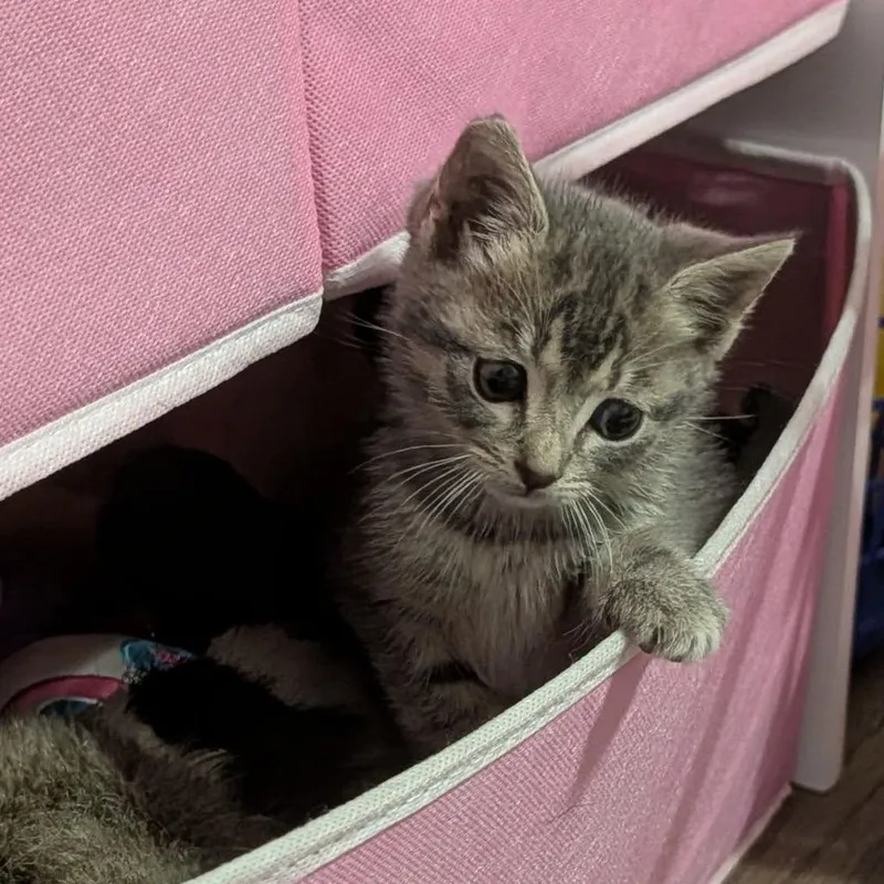 A baby small-sized female Black Domestic Short Hair cat named Gabby for adoption in Hamilton, GA