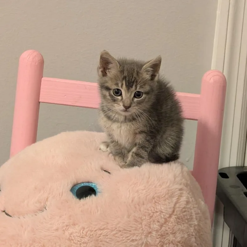 Gabby thumbnail 3