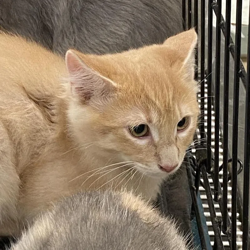 A baby small-sized male Buff / Tan / Fawn Domestic Medium Hair cat named Reasons You Are Late for adoption in Westminster, CA