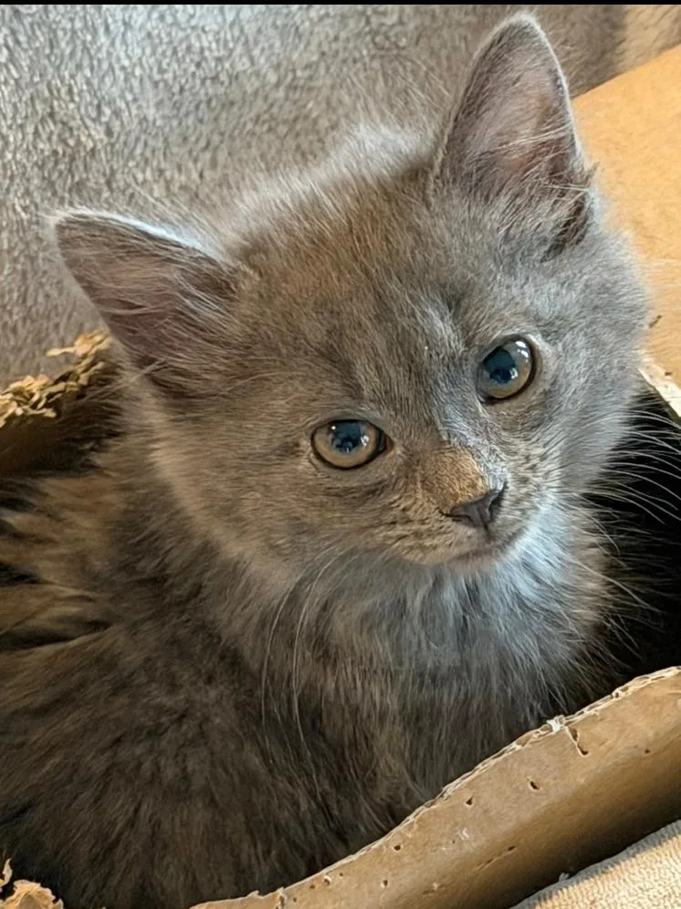 A baby small-sized female Gray / Blue / Silver Domestic Medium Hair cat named Eloise for adoption in Wellington, FL