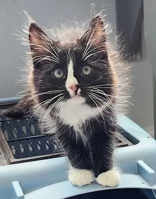 A baby medium-sized male Black & White / Tuxedo Maine Coon cat named Garnet for adoption in Vienna , VA