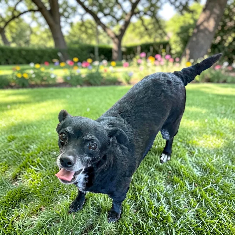 Julep