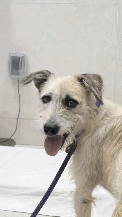 An adult large-sized male Parson Russell Terrier dog named Kermit for adoption in Honolulu, HI