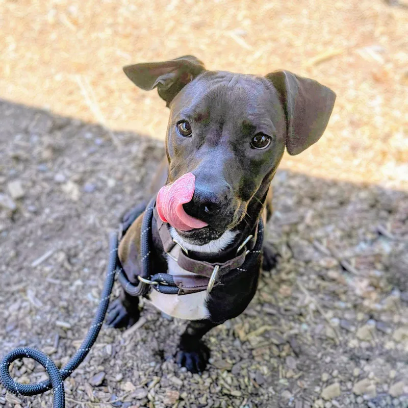 A baby medium-sized male Mixed Breed dog named Fairfax for adoption in Oakland, CA