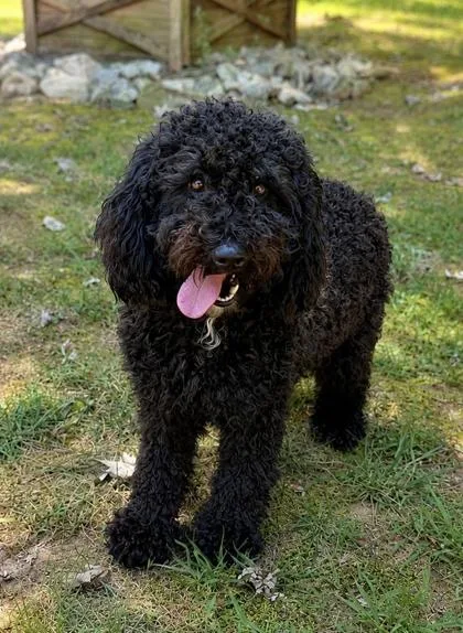 A baby small-sized female Standard Poodle dog named Millie for adoption in Dahlonega, GA