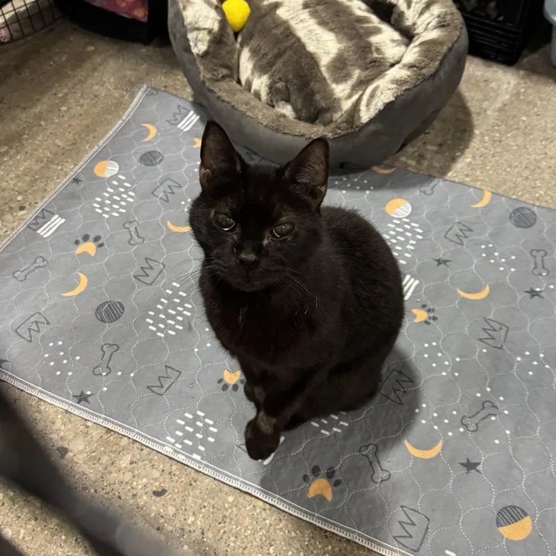 An adult medium-sized male Domestic Short Hair cat named Northern for adoption in Columbus, OH