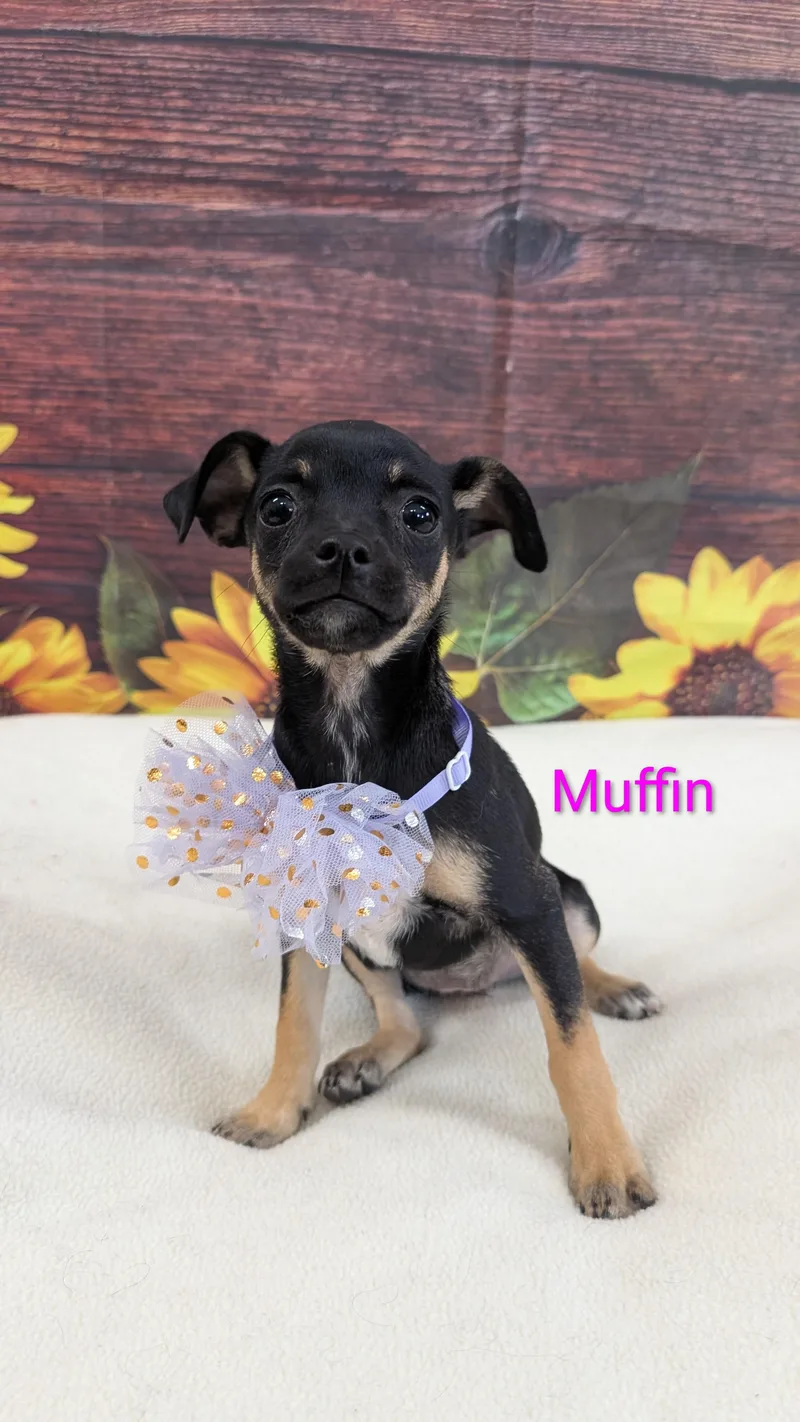 Muffin thumbnail 4