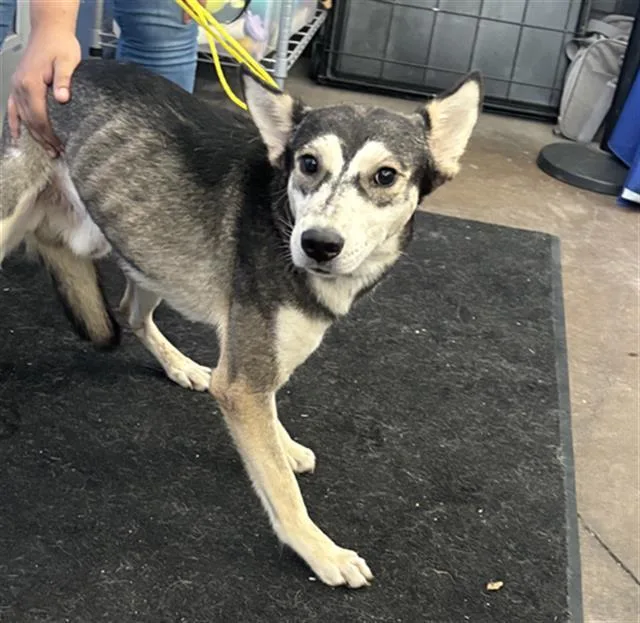 A young medium-sized male Mixed Breed dog named Lucky for adoption in Dallas, TX