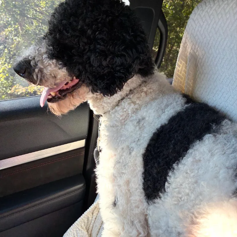 An adult large-sized male Standard Poodle dog named Lucas for adoption in Hohenwald, TN