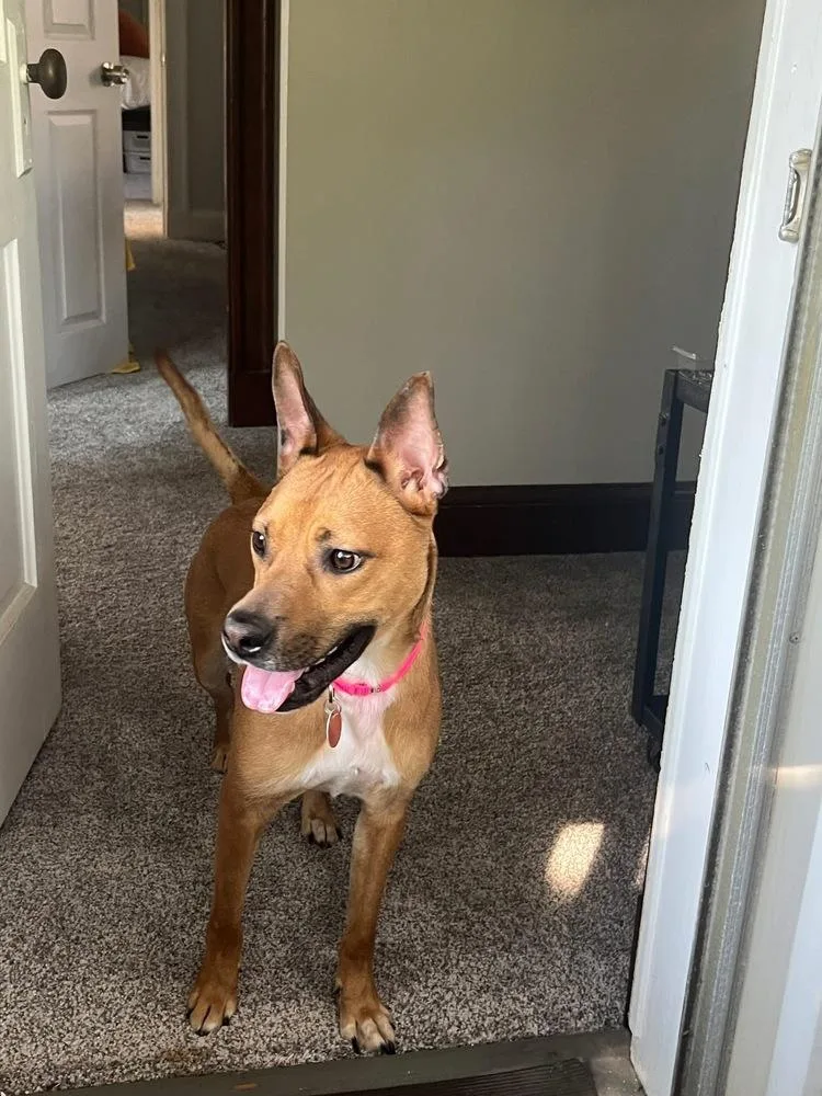 A baby medium-sized female Brown / Chocolate Shepherd dog named Ruby Doo for adoption in Saugus, MA