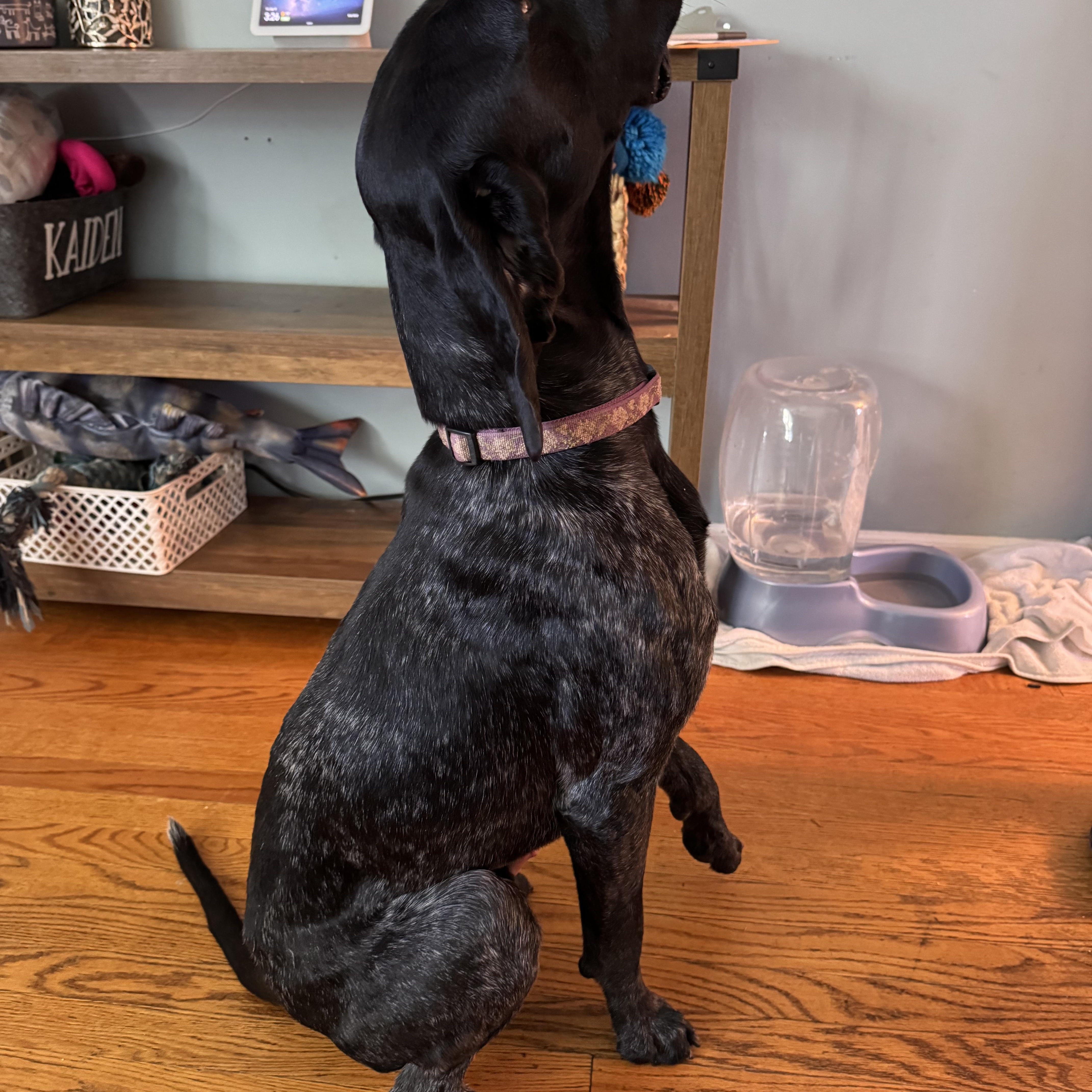 A young large-sized male German Shorthaired Pointer dog named Brooks for adoption in Tewksbury, MA