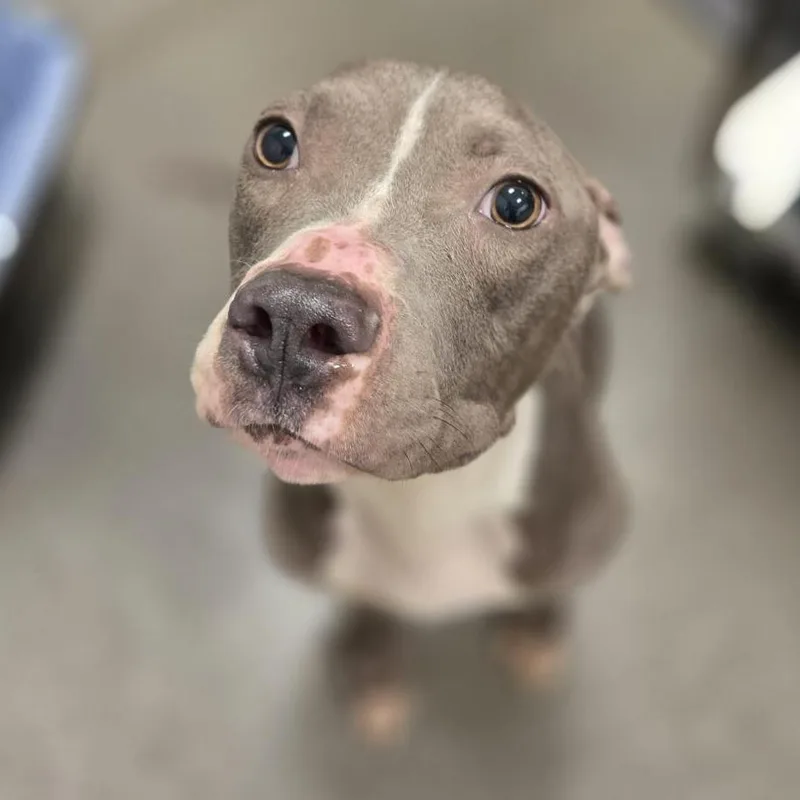 An adult medium-sized female Gray / Blue / Silver Mixed Breed dog named Lady Squeakums for adoption in Washington Township, OH