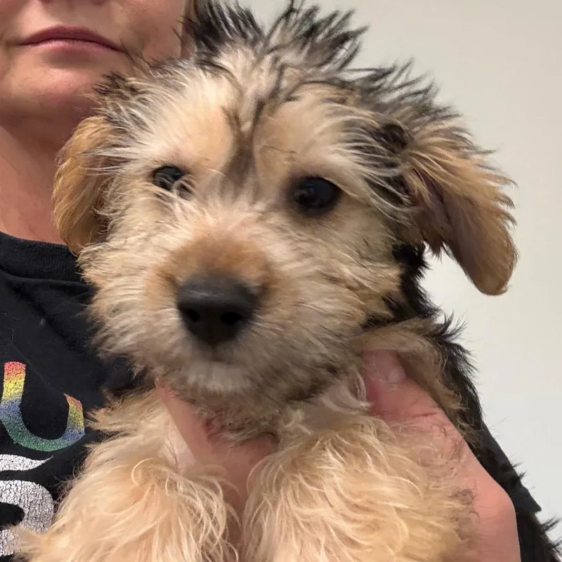 A baby small-sized male Brown / Chocolate Yorkshire Terrier dog named John for adoption in Houston, TX
