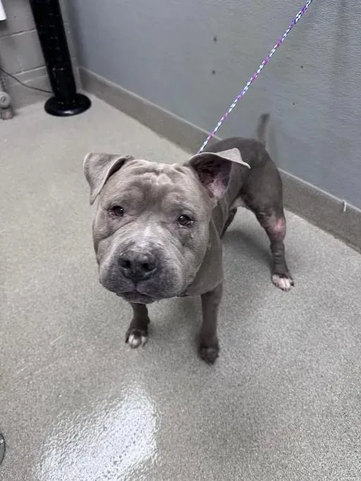 An adult large-sized male Pit Bull Terrier dog named Ozzy Jr. for adoption in Las Vegas, NV