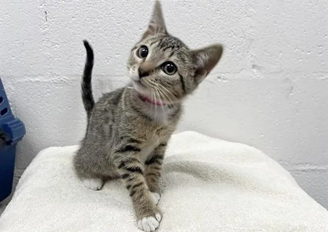 A baby small-sized female Domestic Short Hair cat named Rosebud for adoption in Saint Louis, MO