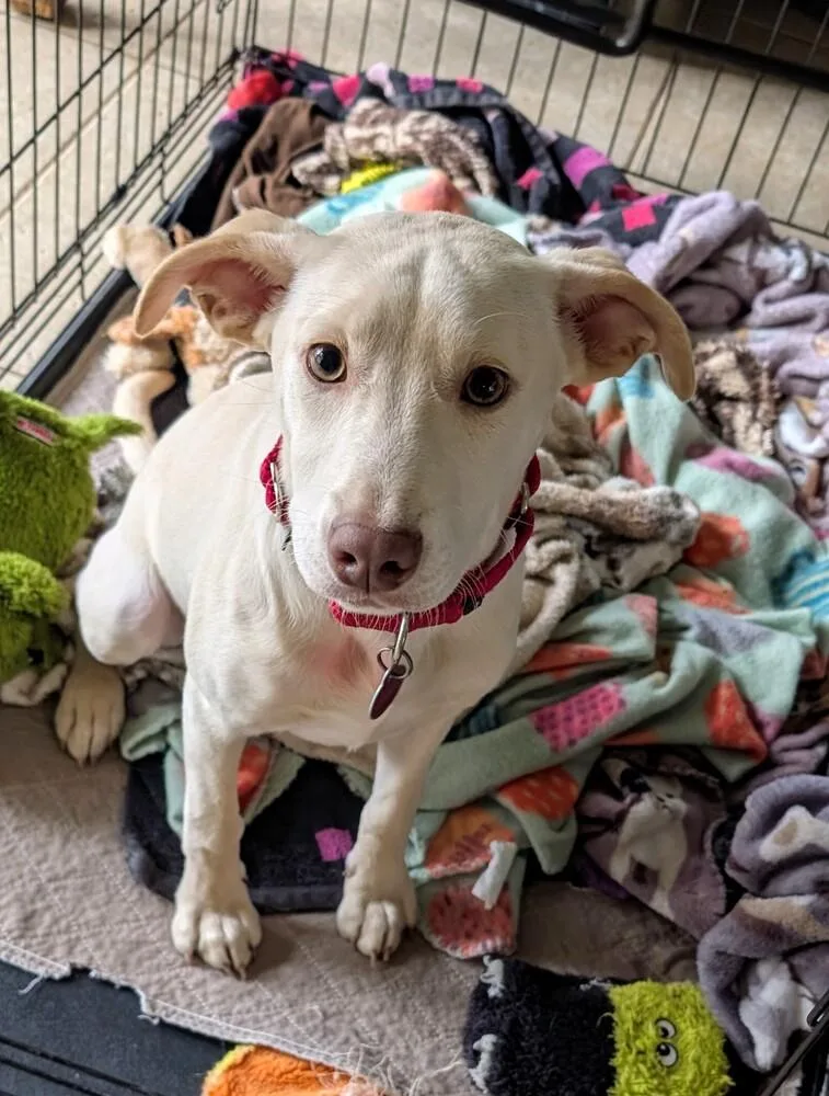 Egret Songbird thumbnail 2