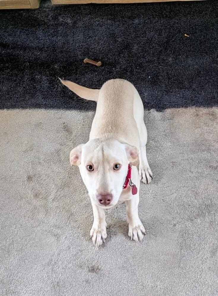 Egret Songbird thumbnail 3