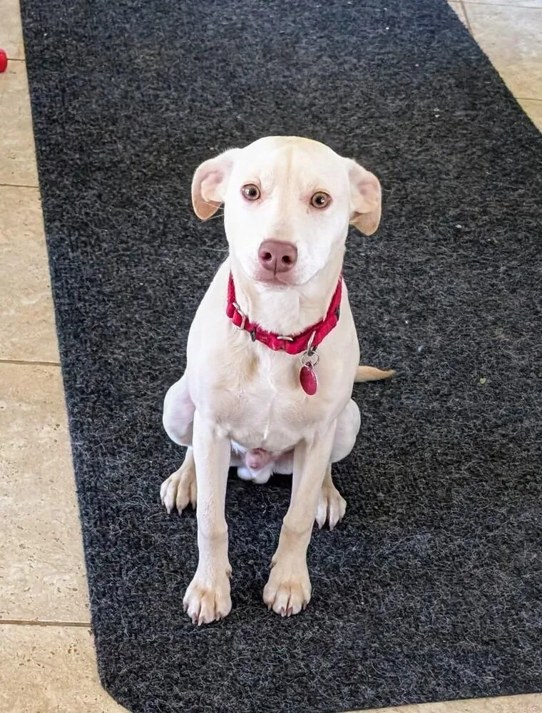 Egret Songbird thumbnail 4