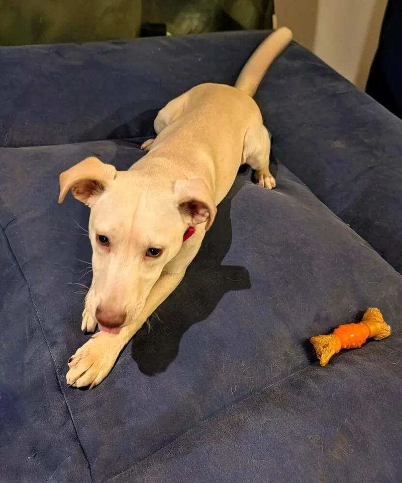 Egret Songbird thumbnail 5