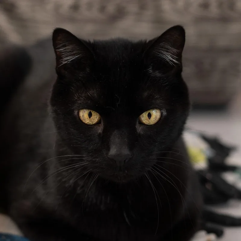 A senior large-sized male Black Domestic Short Hair cat named Samosa for adoption in Lakewood, CO