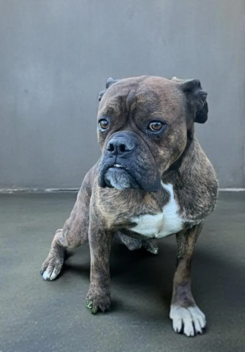 An adult medium-sized male Boxer dog named Bear Boxer for adoption in Allen, TX