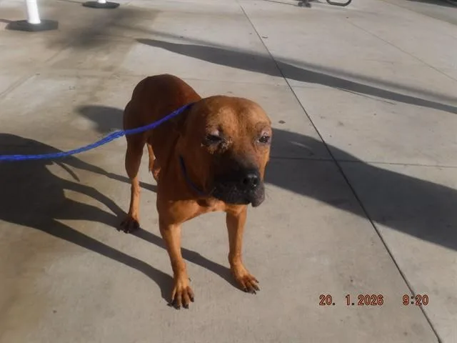An adult medium-sized male Terrier dog named Pocho for adoption in Miami, FL