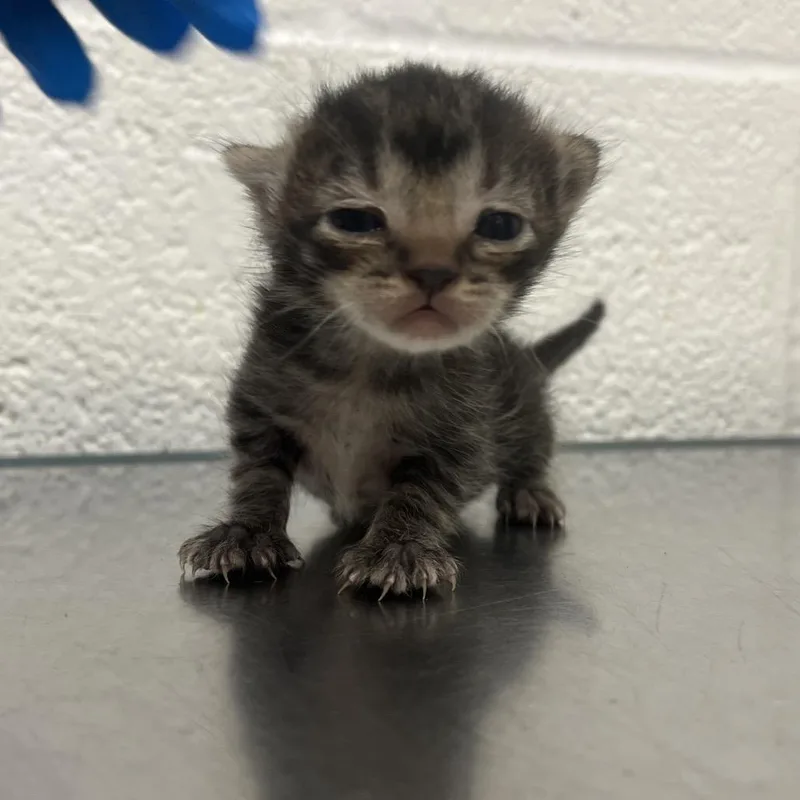 A baby small-sized female Black Domestic Short Hair cat named Evaris E for adoption in Leander, TX