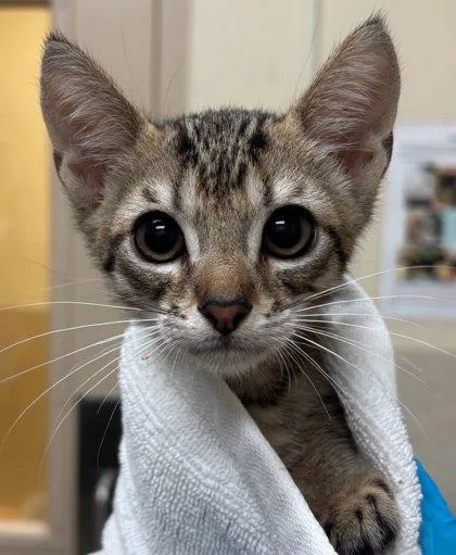 A baby small-sized male Domestic Short Hair cat named Smokey for adoption in Honolulu, HI