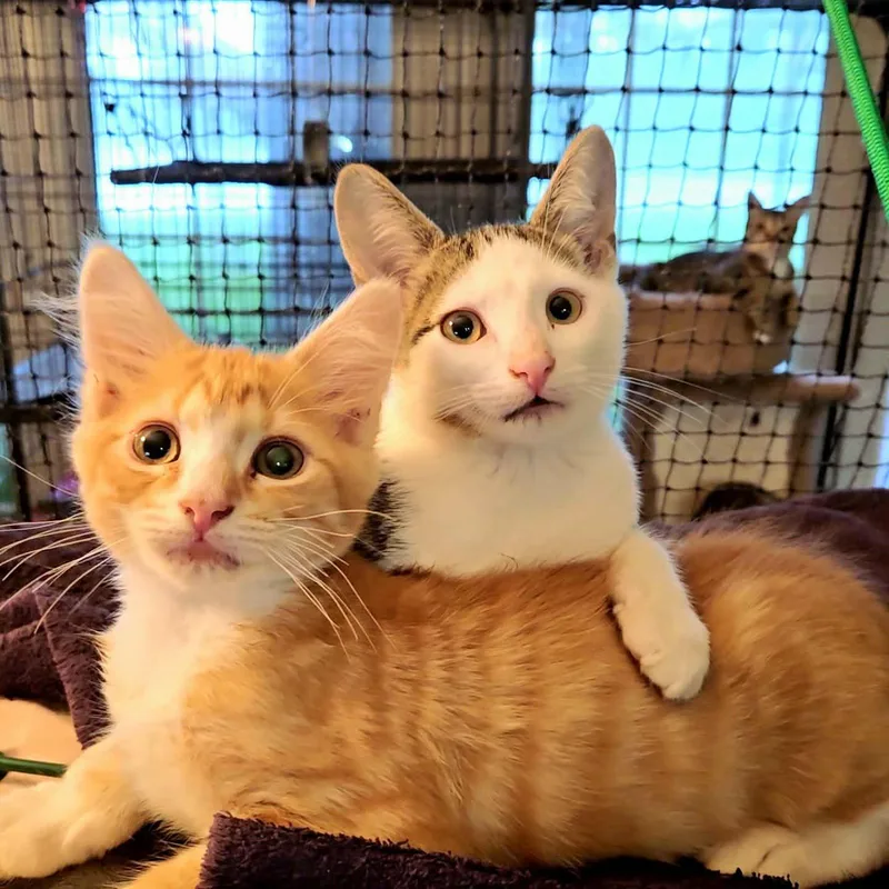 A young medium-sized male Orange & White Domestic Short Hair cat named Lancelot for adoption in Longwood, FL